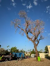 Julio Tree Care & Landscaping photo 3