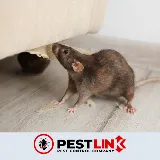 Pestlink Pest Control Edmonton Inc photo 6