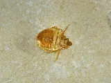 Ace Pest Control photo 8