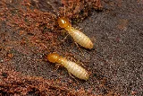 Western Pest Services photo 6