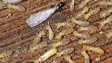 STL Pest Control