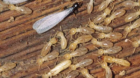 STL Pest Control in St. Louis