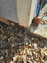 Terminator Pest Control
