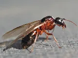 Earthwise Pest Management photo 3