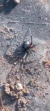 All in One Pest Control Inc photo 2