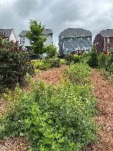 Nature First Landscaping photo 3