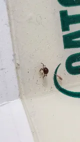 Apex Pest Control LLC photo 3