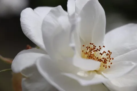 Pacific Landscaping, Inc. photo 1