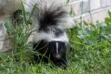 Animal Control Solutions photo 5