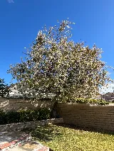 Erik's Tree Service & Brush Clearance photo 8