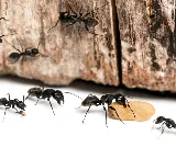 Modern Pest Services photo 6