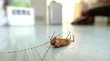 Brilliex Pest Control photo 8