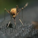 EarthRite Pest Control photo 2