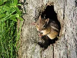 Budget Pest Control, Inc. photo 7