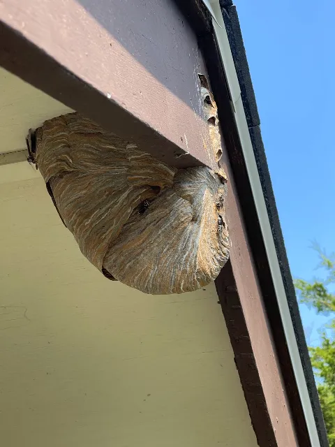 DTG Pest Control photo 1