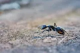 Pesticon Pest Control Vancouver photo 4