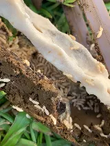 Sandwich Isle Pest Solutions photo 3