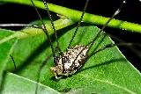 Apex Pest Control Solutions photo 4