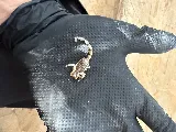 King Pest Solutions photo 5