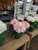Trevisanutto's Greenhouses & Landscape Design photo 7