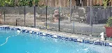 Trinity Custom Pools replaster photo 8