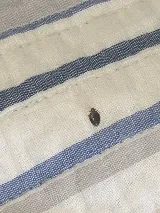 Quality pest control gta Richmond hill photo 5