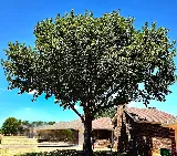 Smith's Lawn & Tree Service photo 2
