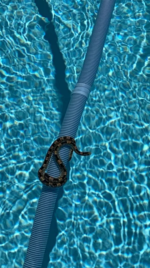 Pristine Pool Service photo 1