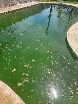 Swim Pools Inc photo 3