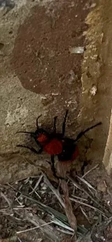 House Call Pest Control photo 6