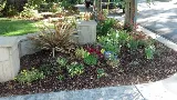 Pro Landscaping of Chula Vista photo 4