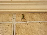 Platinum Pest and Lawn of Tulsa Pest Control Services photo 3