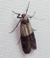 Expert Pest Management Inc. photo 5