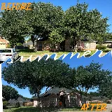 Voltage Tree & Lawn photo 2
