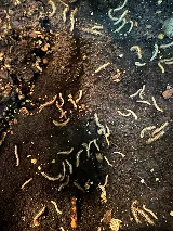 Summit Integrated Pest Management photo 3