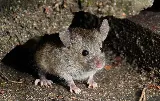 Truly Nolen Pest Control & Exterminators Halifax photo 7