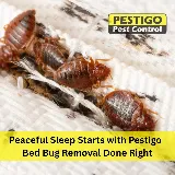 Pestigo Pest Control Brampton
