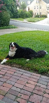 Mendoza Landscaping Columbia SC photo 7
