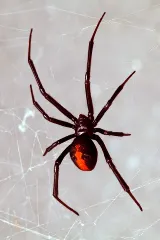 Fischer's Pest Control photo 4