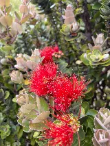 Hawaii Harmony Gardens Landscaping photo 8