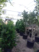 Paradise Lawn & Landscape photo 8