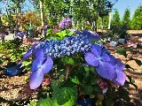 Tripp Landscaping photo 8