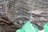 Pest Maven photo 3
