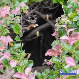 Duke Pest Services Inc photo 3