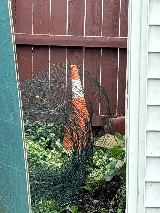 Gannon Pest Control photo 5