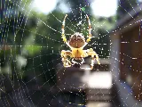 REAL Pest Control photo 10