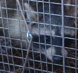 Pesticon Pest Control Vancouver photo 8