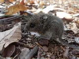 Atlas Pest And Wildlife Control Ltd photo 4