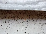 Pointe Pest Control - Portland photo 4