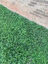 Shaw Landscaping photo 5